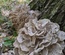 Maitake Extract Powder