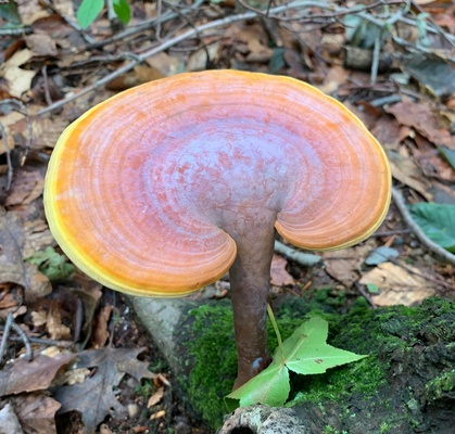 Reishi Dual Extract Powder