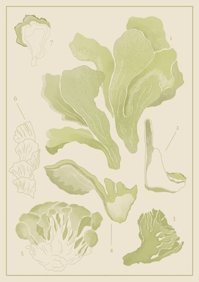 Maitake Extract Powder