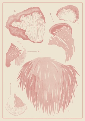 Lion's Mane Dual Extract Powder