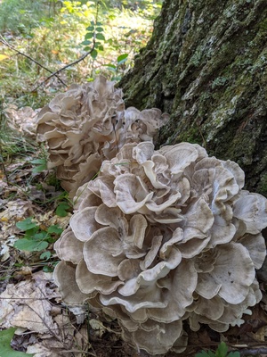 Maitake Extract Capsules