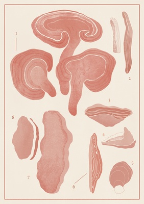 Reishi Dual Extract Capsules