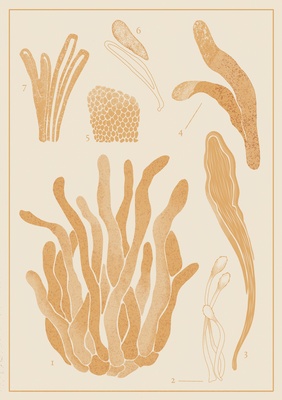 Cordyceps Dual Extract Powder